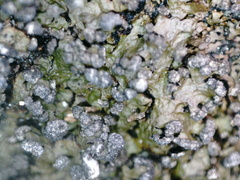 Montanelia sorediata