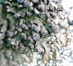 Montanelia sorediata