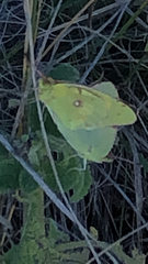 Colias croceus