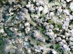 Montanelia sorediata