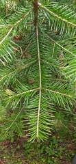Abies sibirica