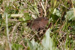 Erebia
