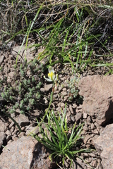 Albuca humilis