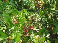 Pistacia lentiscus