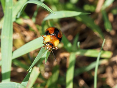 Callidemum discorufum