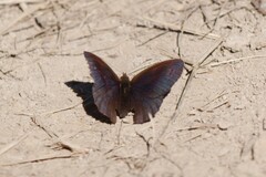 Erebia