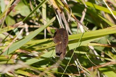 Erebia