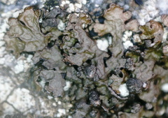 Montanelia sorediata