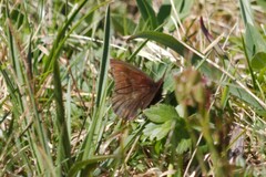 Erebia