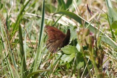 Erebia