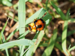 Callidemum discorufum