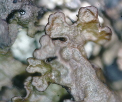 Montanelia sorediata