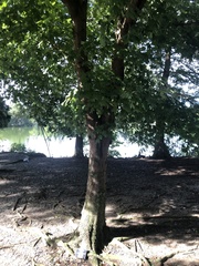 Acer floridanum