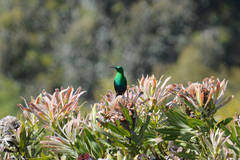 Nectarinia famosa