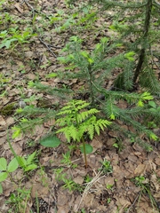 Botrypus virginianus