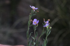 Argyrella phaeotricha