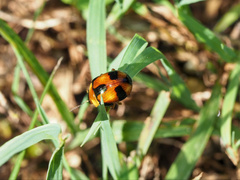 Callidemum discorufum
