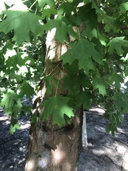 Acer floridanum