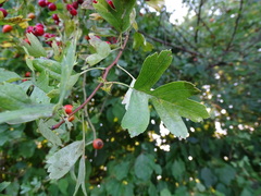 Crataegus monogyna