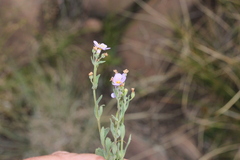 Argyrella phaeotricha