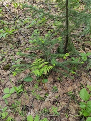 Abies sibirica