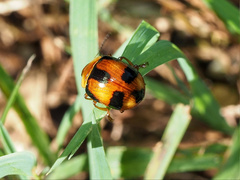 Callidemum discorufum