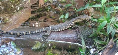 Varanus salvator macromaculatus