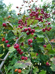 Crataegus monogyna