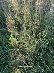 Epilobium brachycarpum