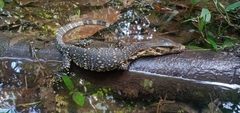 Varanus salvator macromaculatus