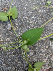 Fallopia convolvulus