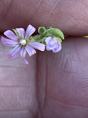 Epilobium brachycarpum