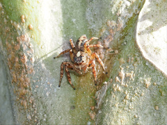 Cytaea