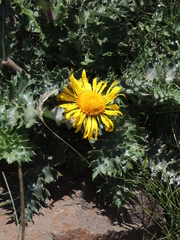 Berkheya multijuga
