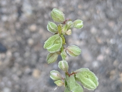 Fallopia convolvulus