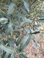 Salix pentandra