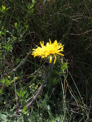Berkheya multijuga