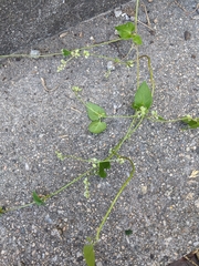 Fallopia convolvulus