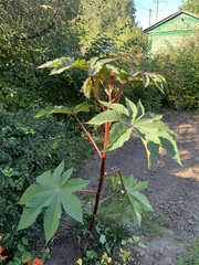 Ricinus