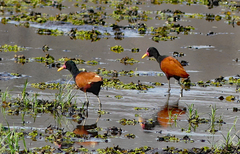 Jacana jacana