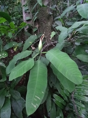 Philodendron duckei