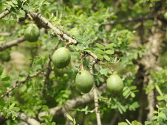 Geoffroea decorticans