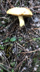 Suillus granulatus
