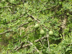 Geoffroea decorticans