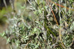 Achyranthemum affine