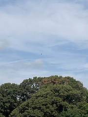 Cathartes aura