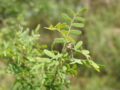 Geoffroea decorticans