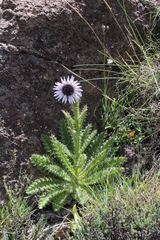Berkheya purpurea