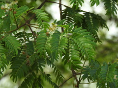 Albizia inundata