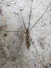 Tipula abdominalis